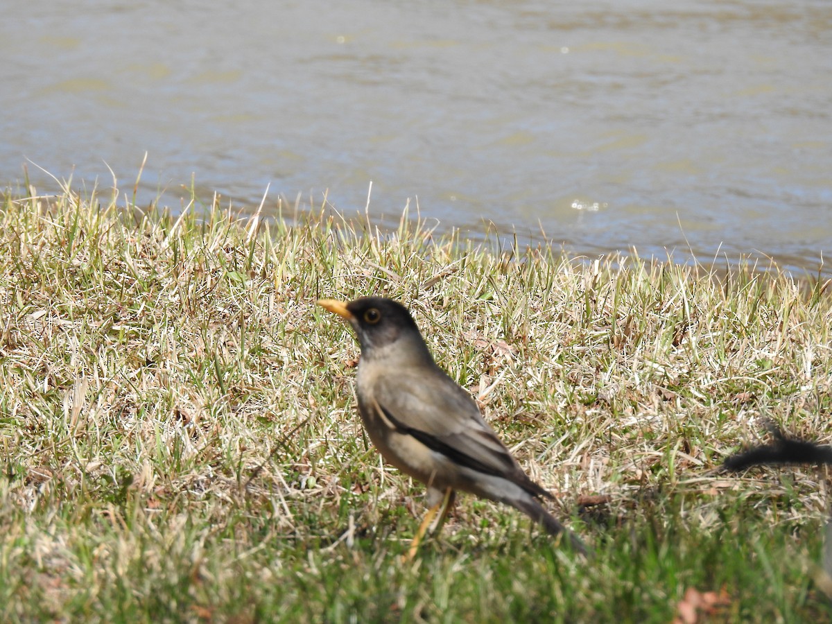 Austral Thrush - Dina Huapi