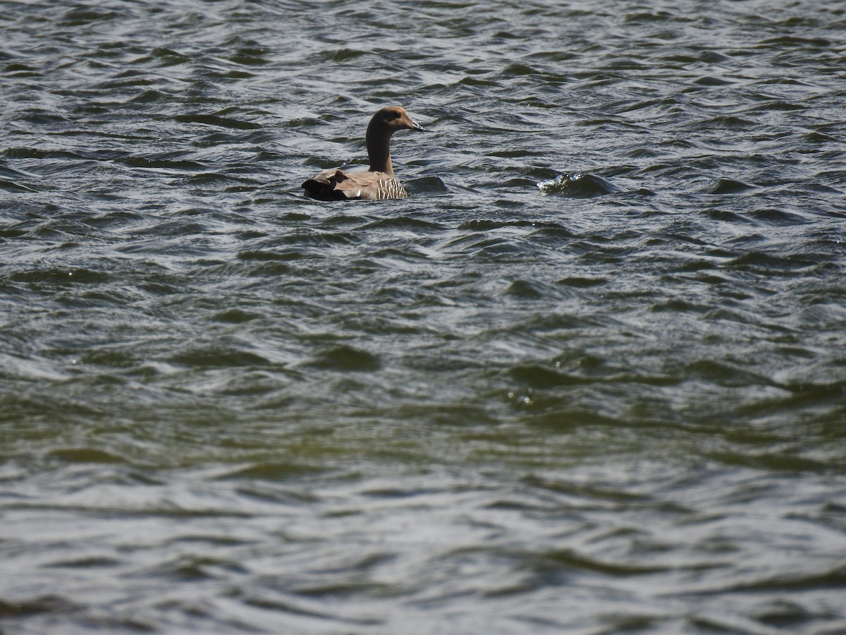 Upland Goose - ML272258391