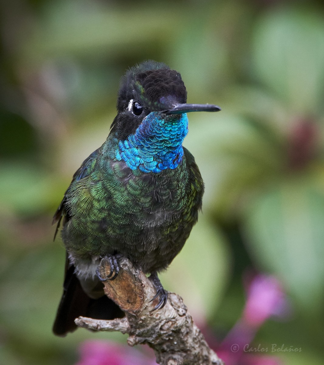 Colibri de la Talamanca - ML272260391