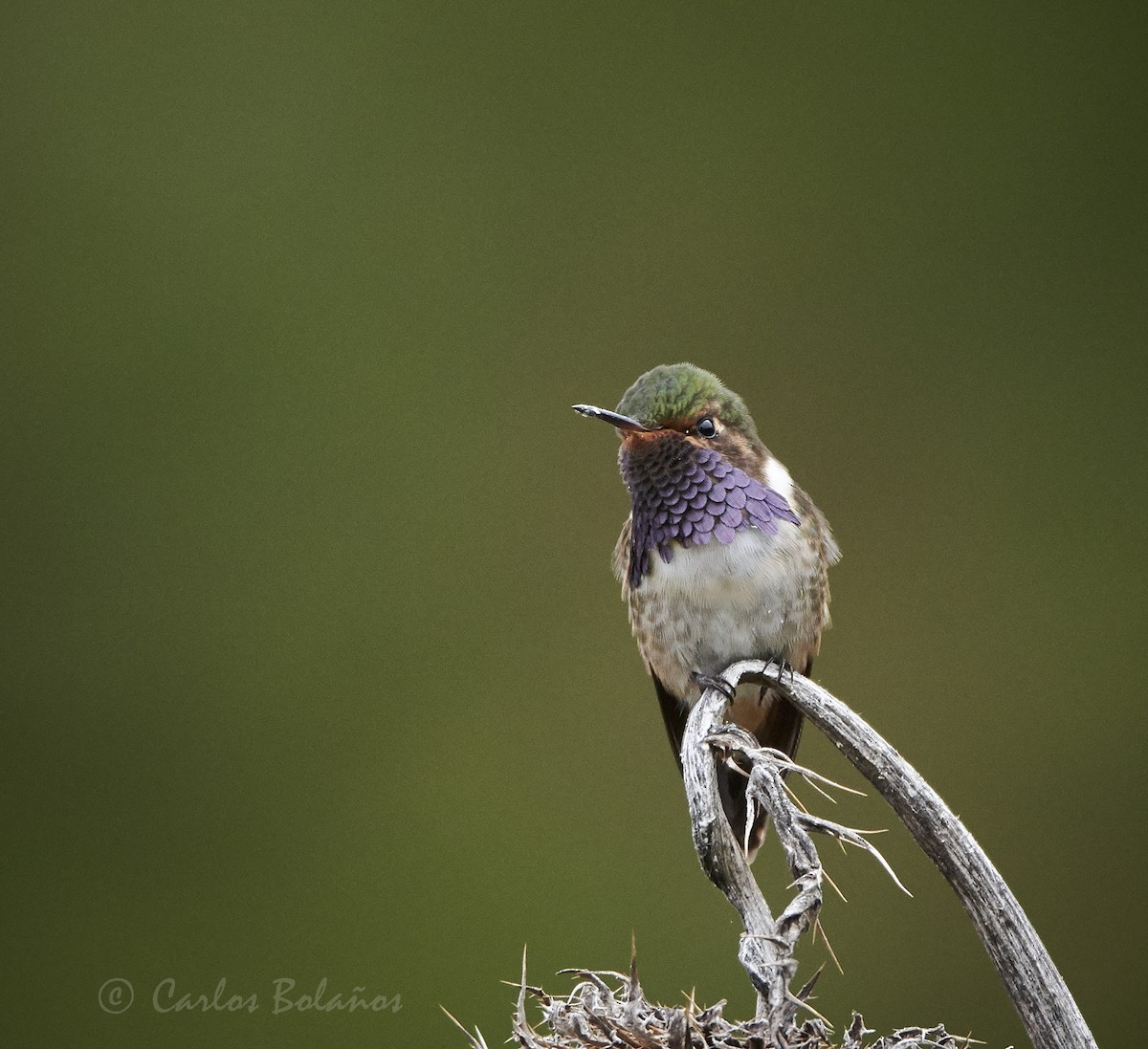 Volcano Hummingbird - ML272260531