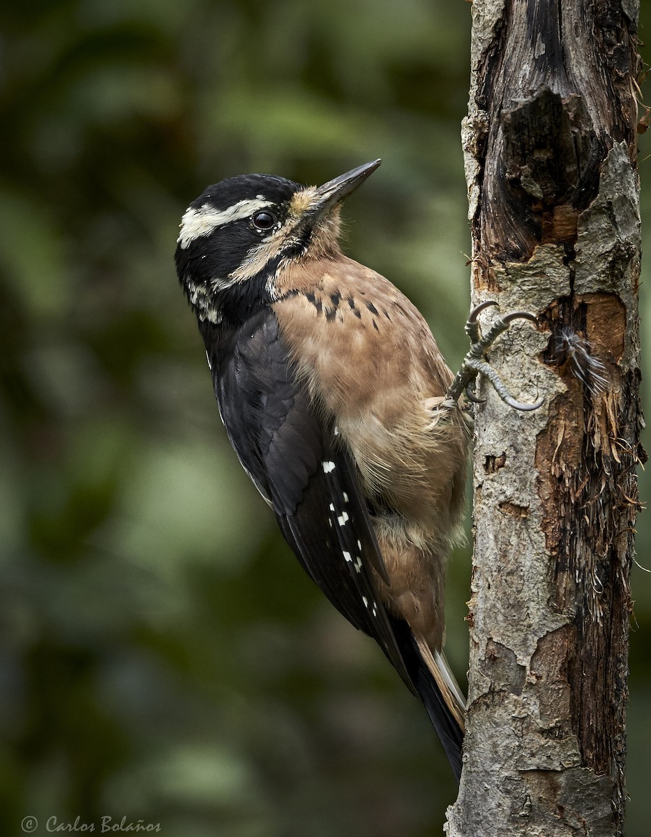 Hairy Woodpecker - ML272261381