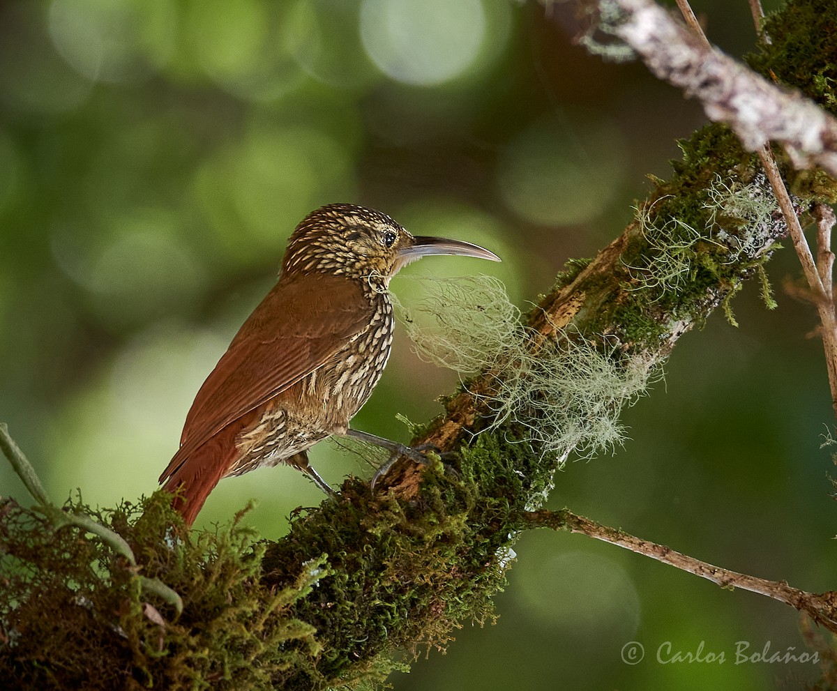 Spot-crowned Woodcreeper - ML272261851