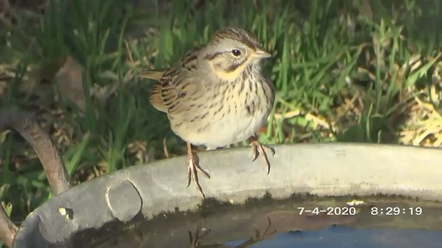 Lincoln's Sparrow - ML272262101