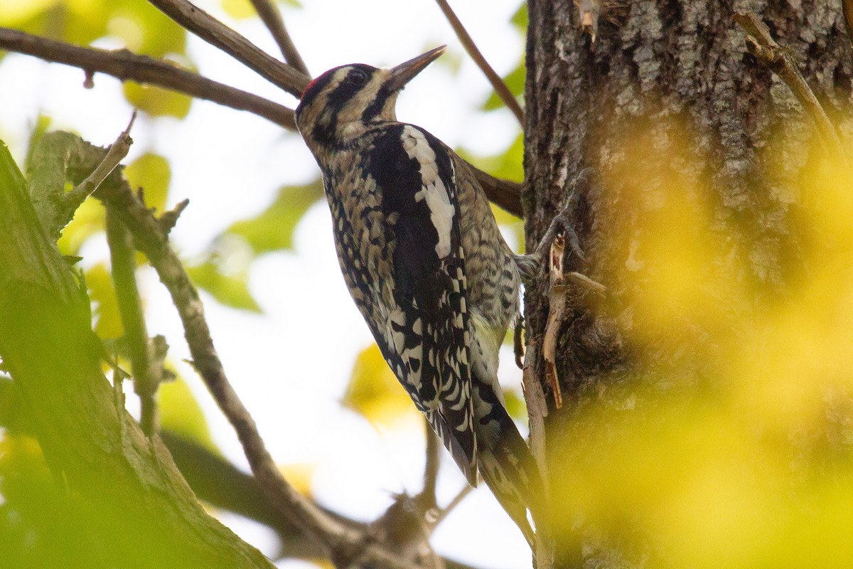 Yellow-bellied Sapsucker - ML272262251