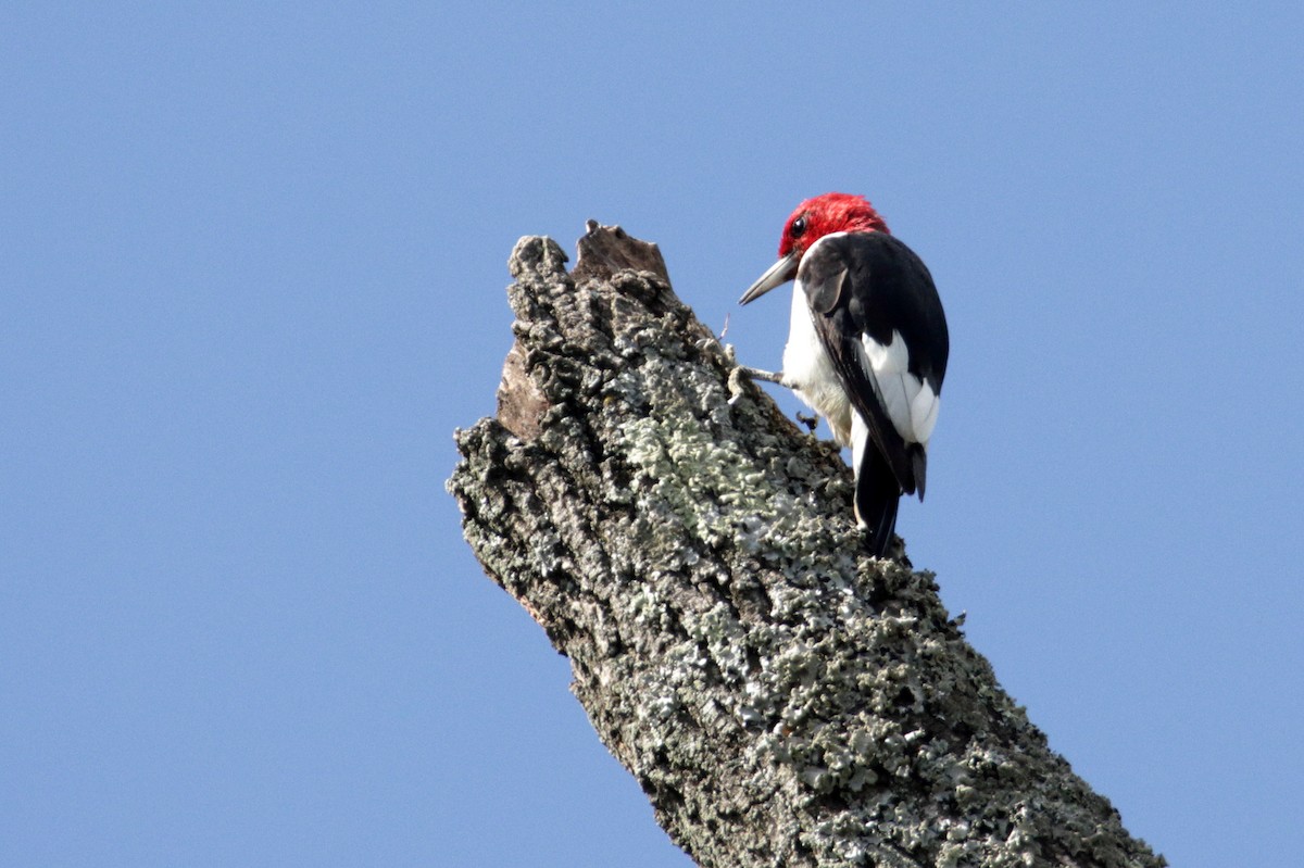 Red-headed Woodpecker - ML272262341