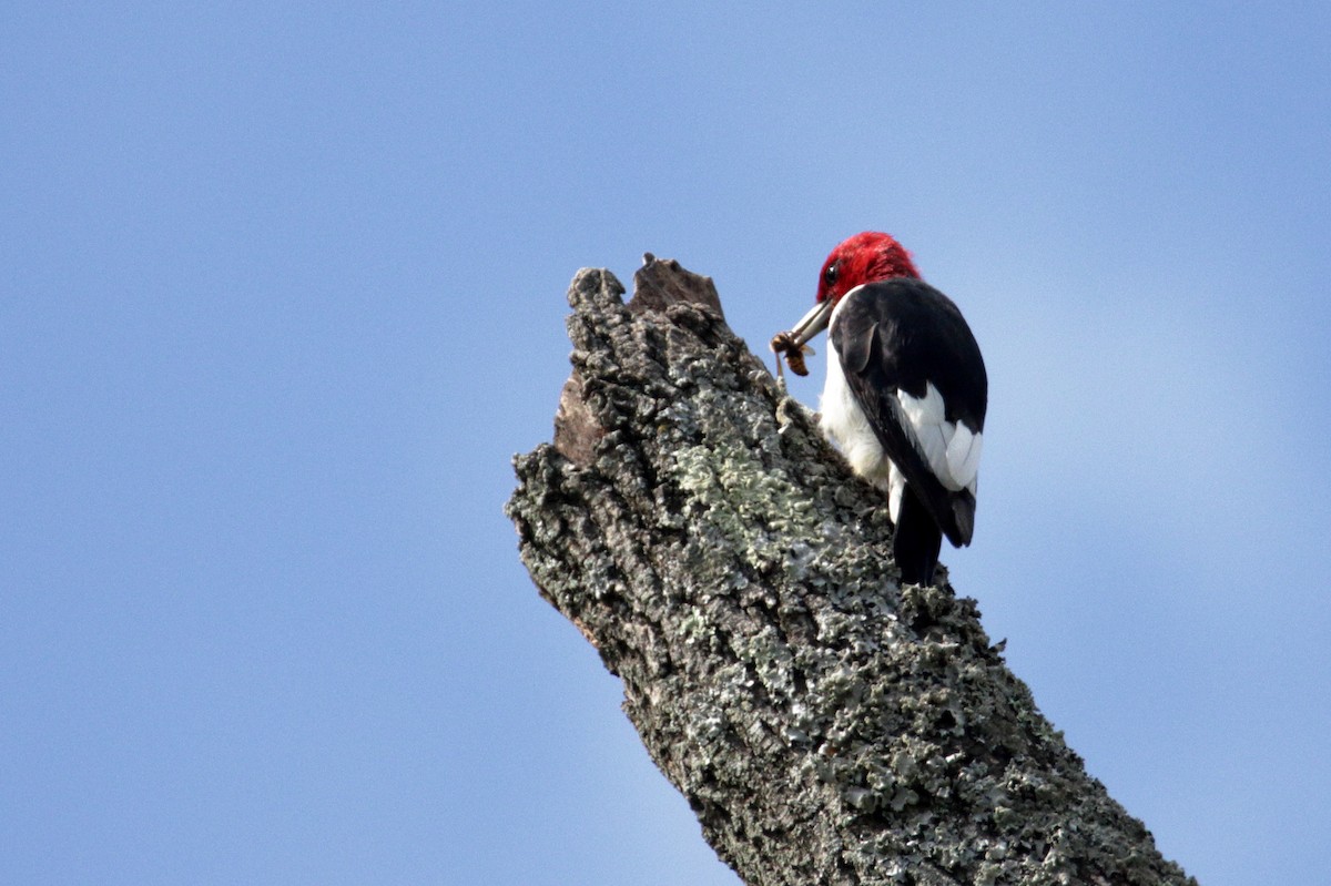 Red-headed Woodpecker - ML272262361