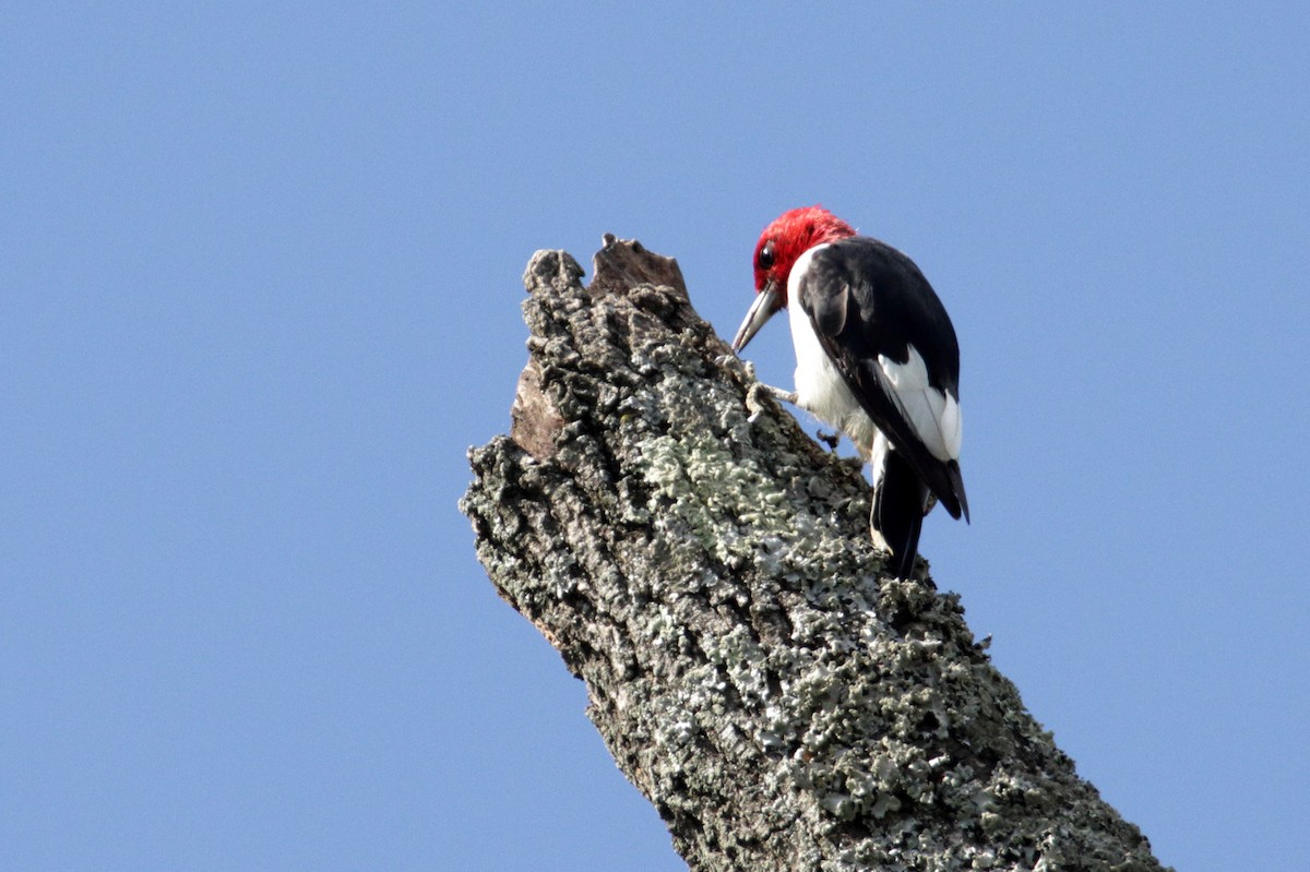 Red-headed Woodpecker - ML272262371