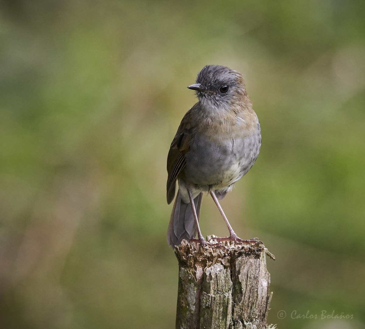 Black-billed Nightingale-Thrush - ML272262501