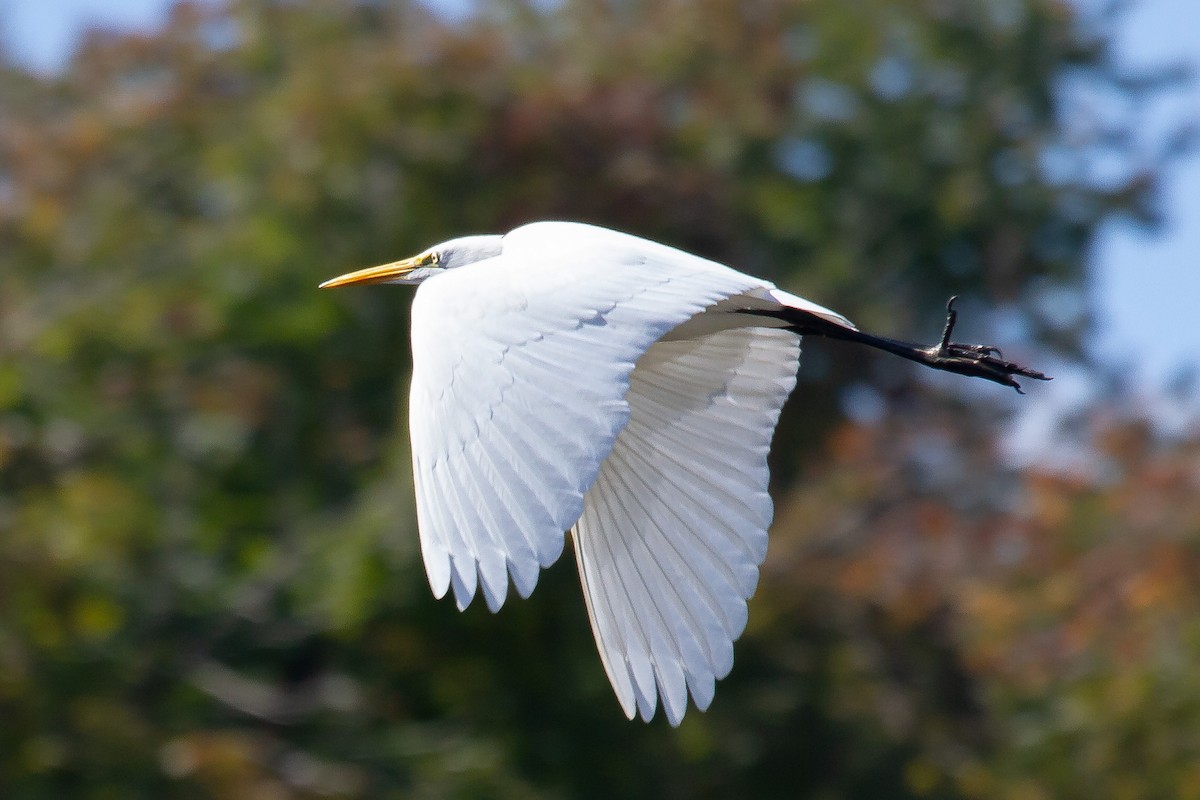 Great Egret - Kent Fiala