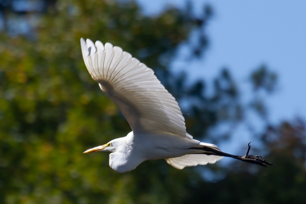 Great Egret - ML272262561