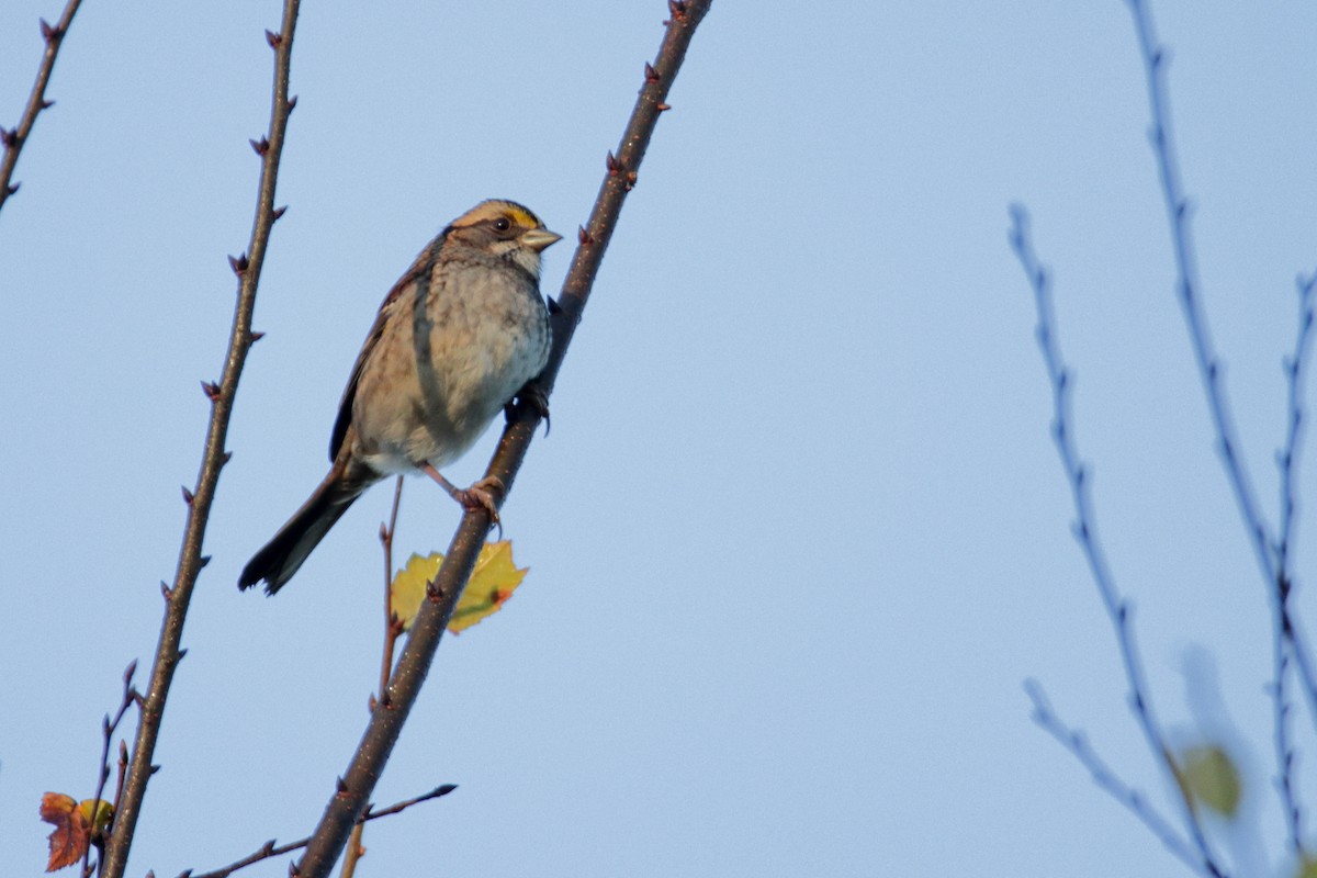 White-throated Sparrow - ML272262721