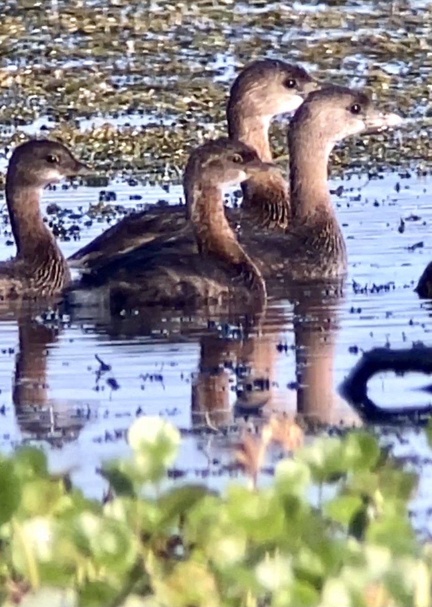 Pied-billed Grebe - Soule Mary