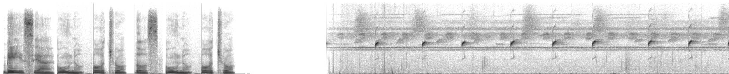 Colombian Niputidea Nurse Frog - ML272263