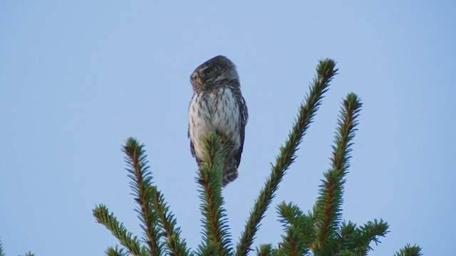 Eurasian Pygmy-Owl - ML272263971