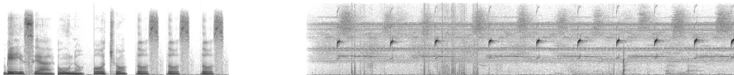 Colombian Niputidea Nurse Frog - ML272264