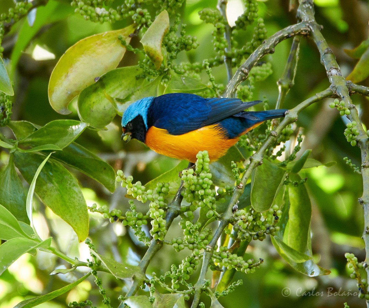 Elegant Euphonia - ML272264971