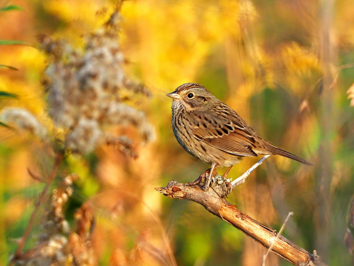 Lincoln's Sparrow - ML272267011