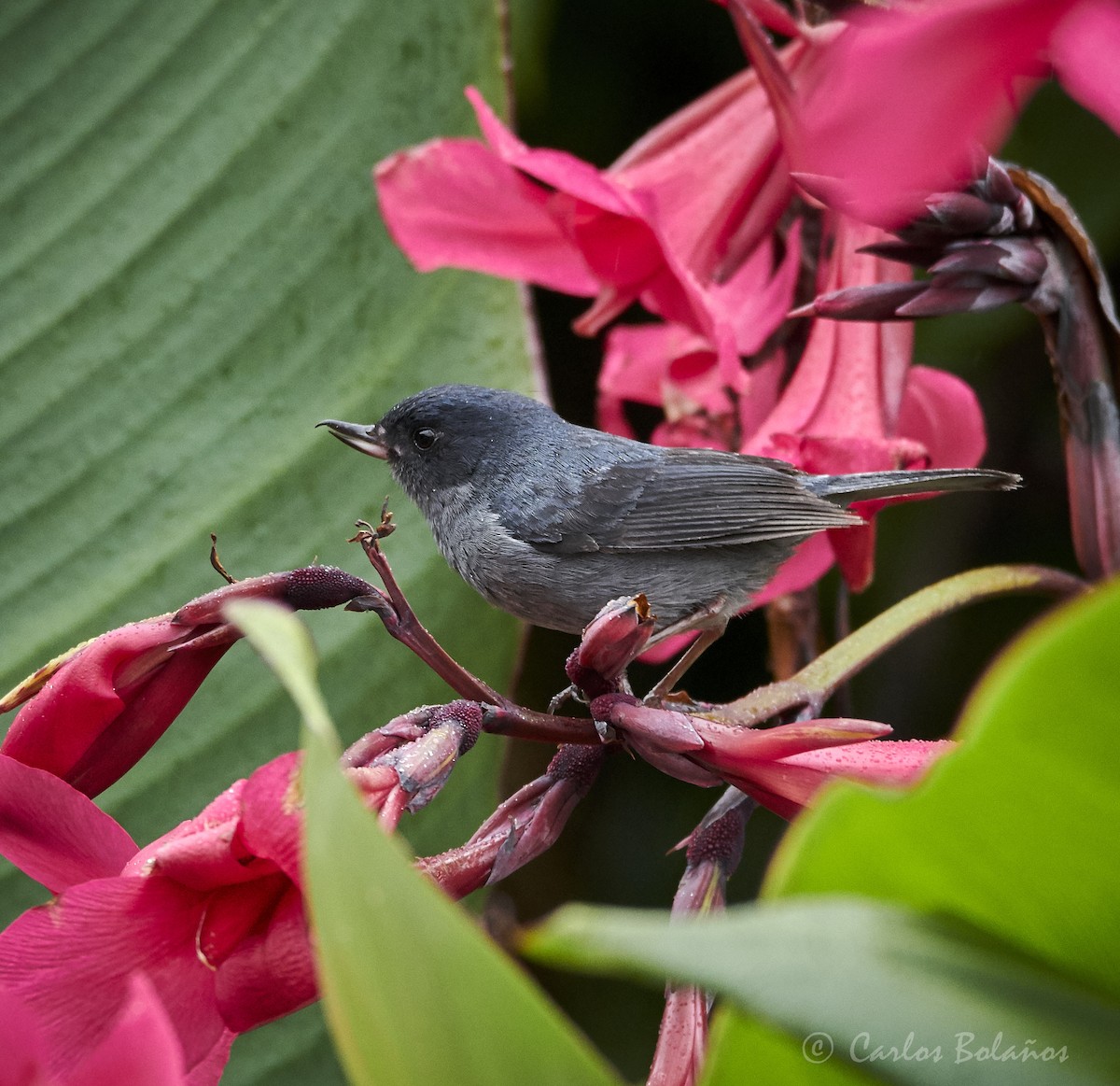 Slaty Flowerpiercer - ML272268191