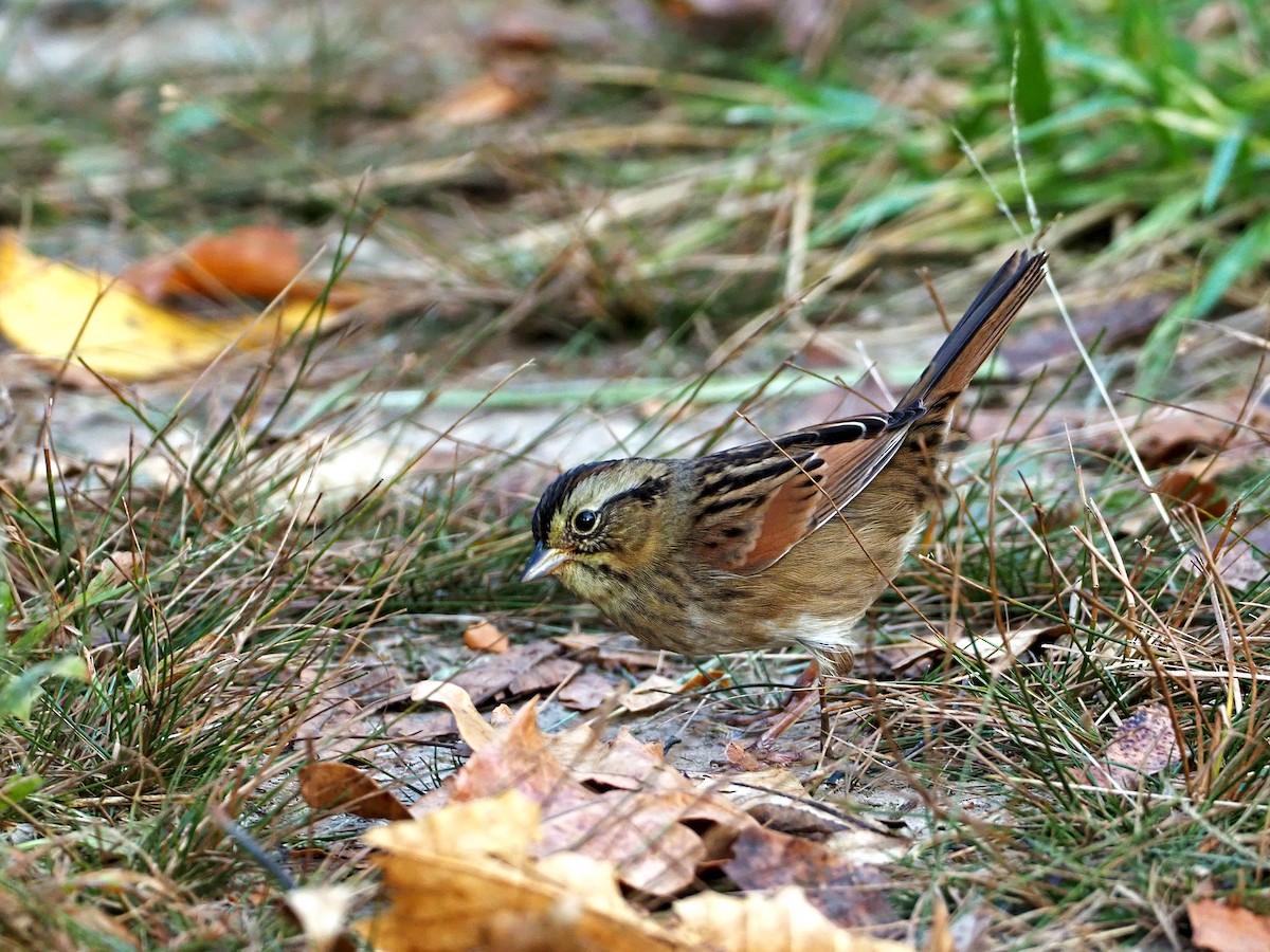 Swamp Sparrow - ML272268431