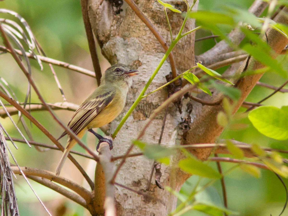 Rough-legged Tyrannulet - ML272268461