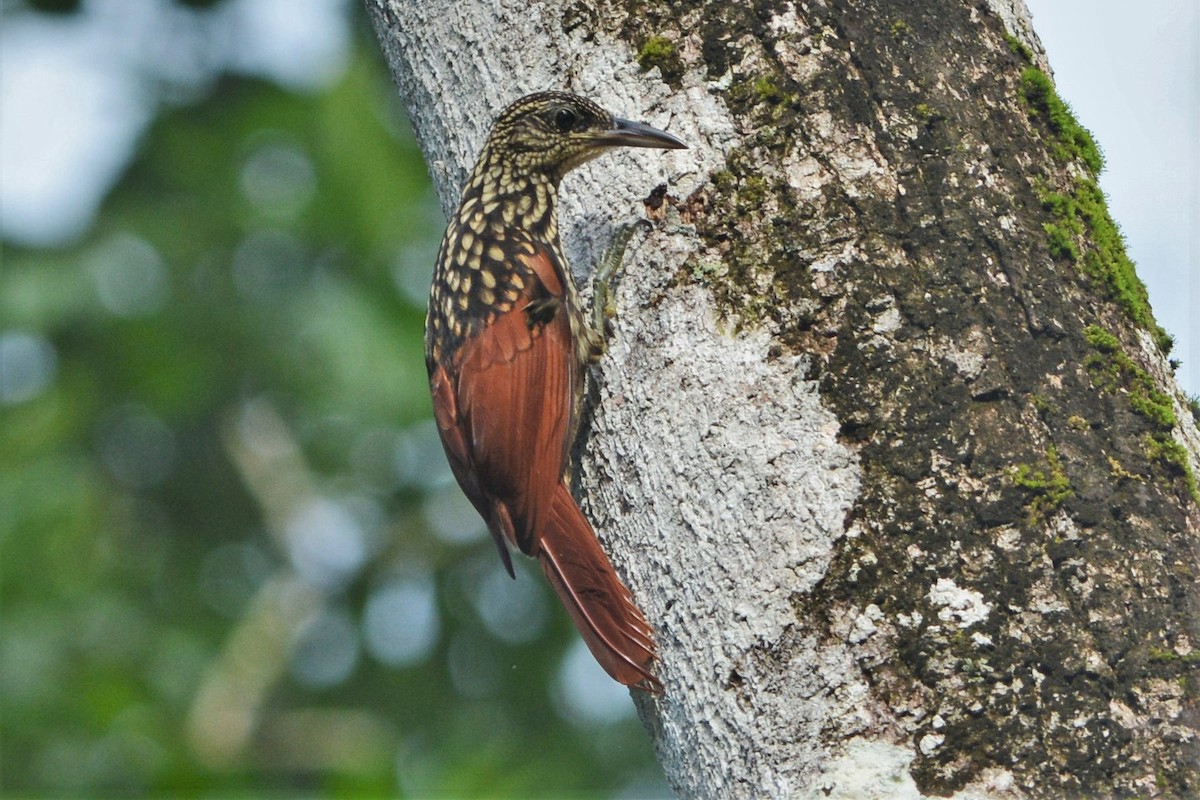 Black-striped Woodcreeper - David Hollie