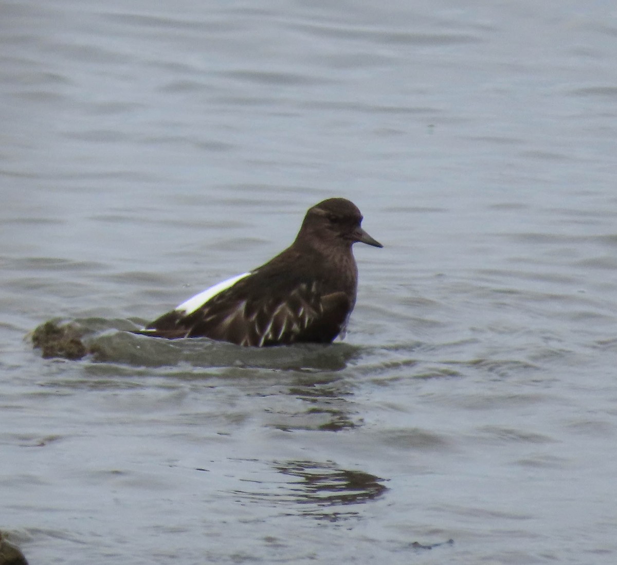 Black Turnstone - ML272269181