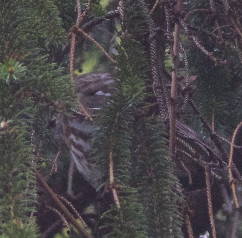 Northern Saw-whet Owl - ML272269521