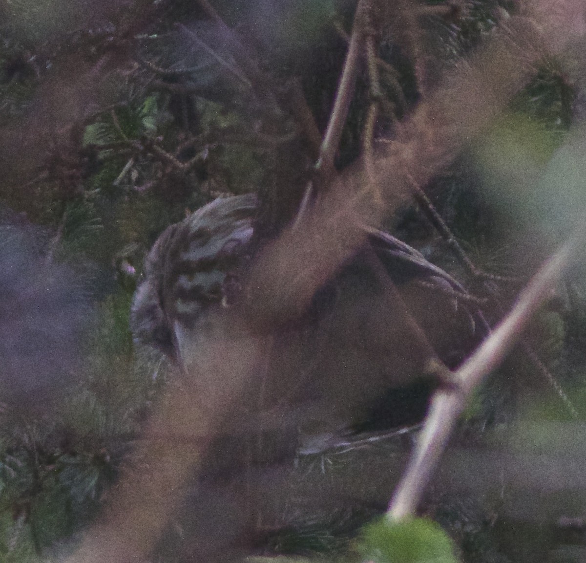 Northern Saw-whet Owl - ML272269551