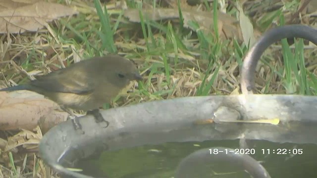 Indigo Bunting - ML272270681