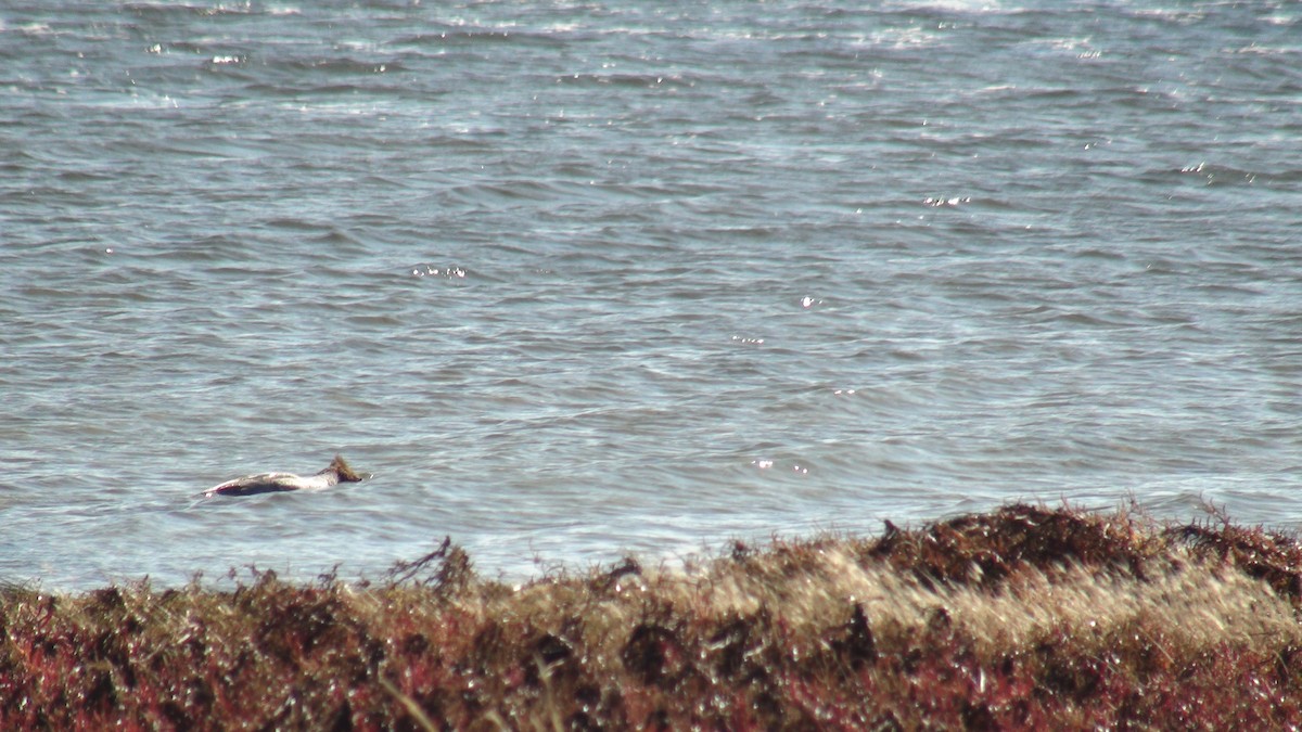 Common Merganser - ML272270831