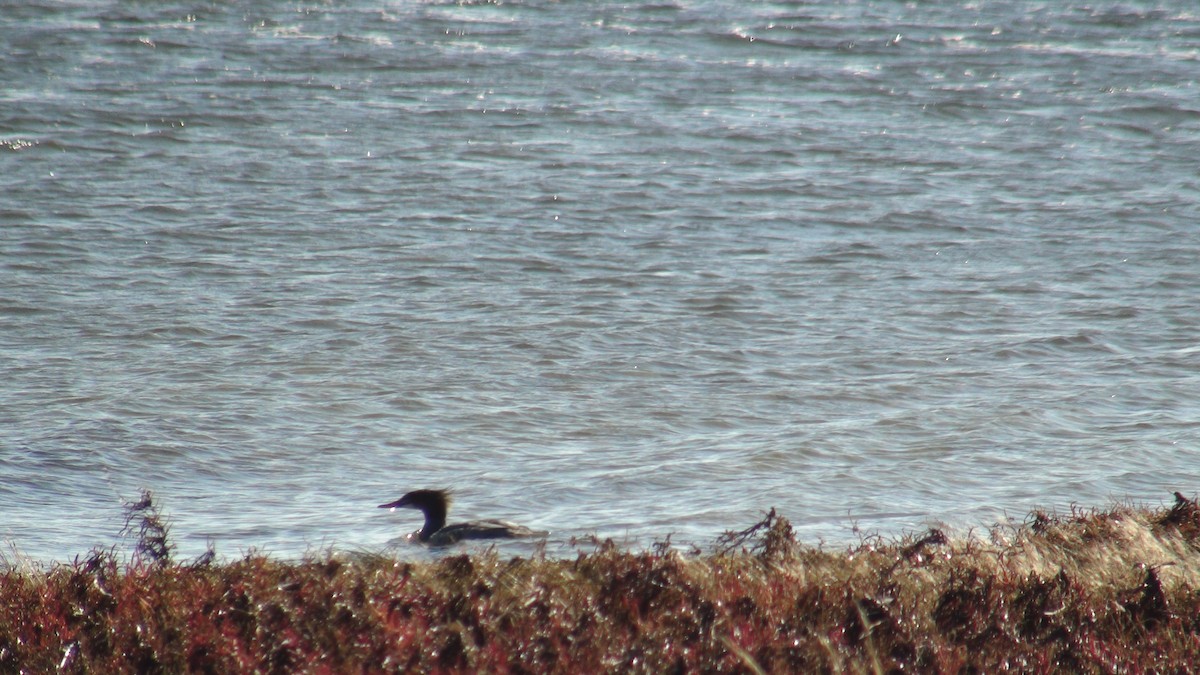 Common Merganser - ML272270841