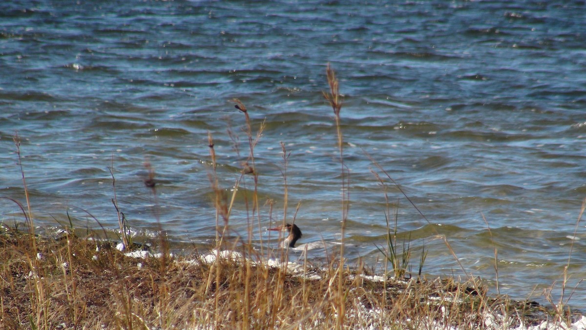 Common Merganser - ML272270881