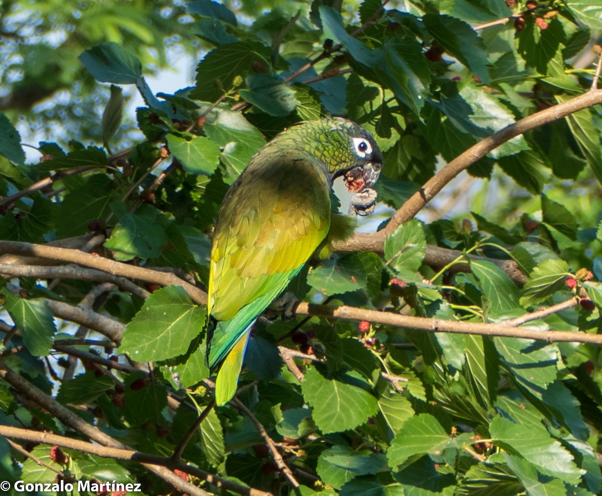Scaly-headed Parrot - ML272271631