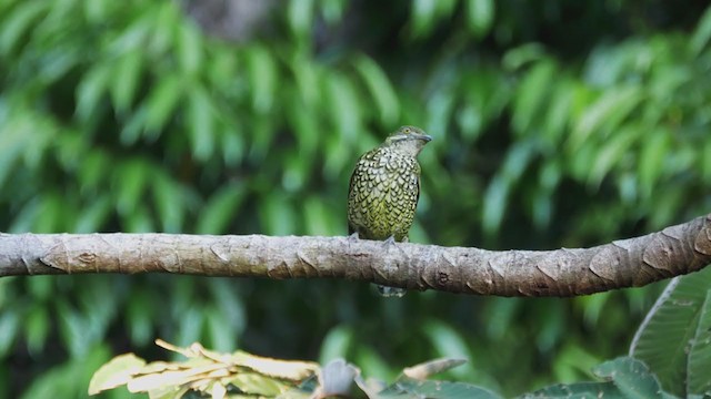 Scaled Fruiteater - ML272272431