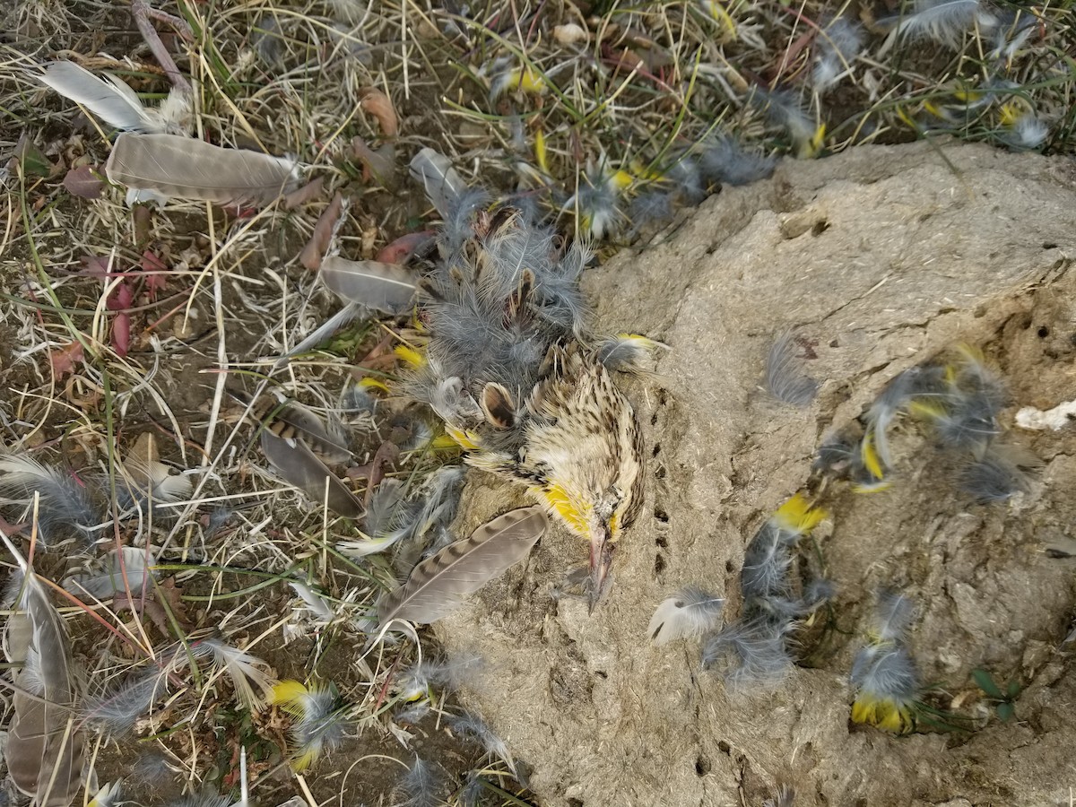 Western Meadowlark - ML272278841