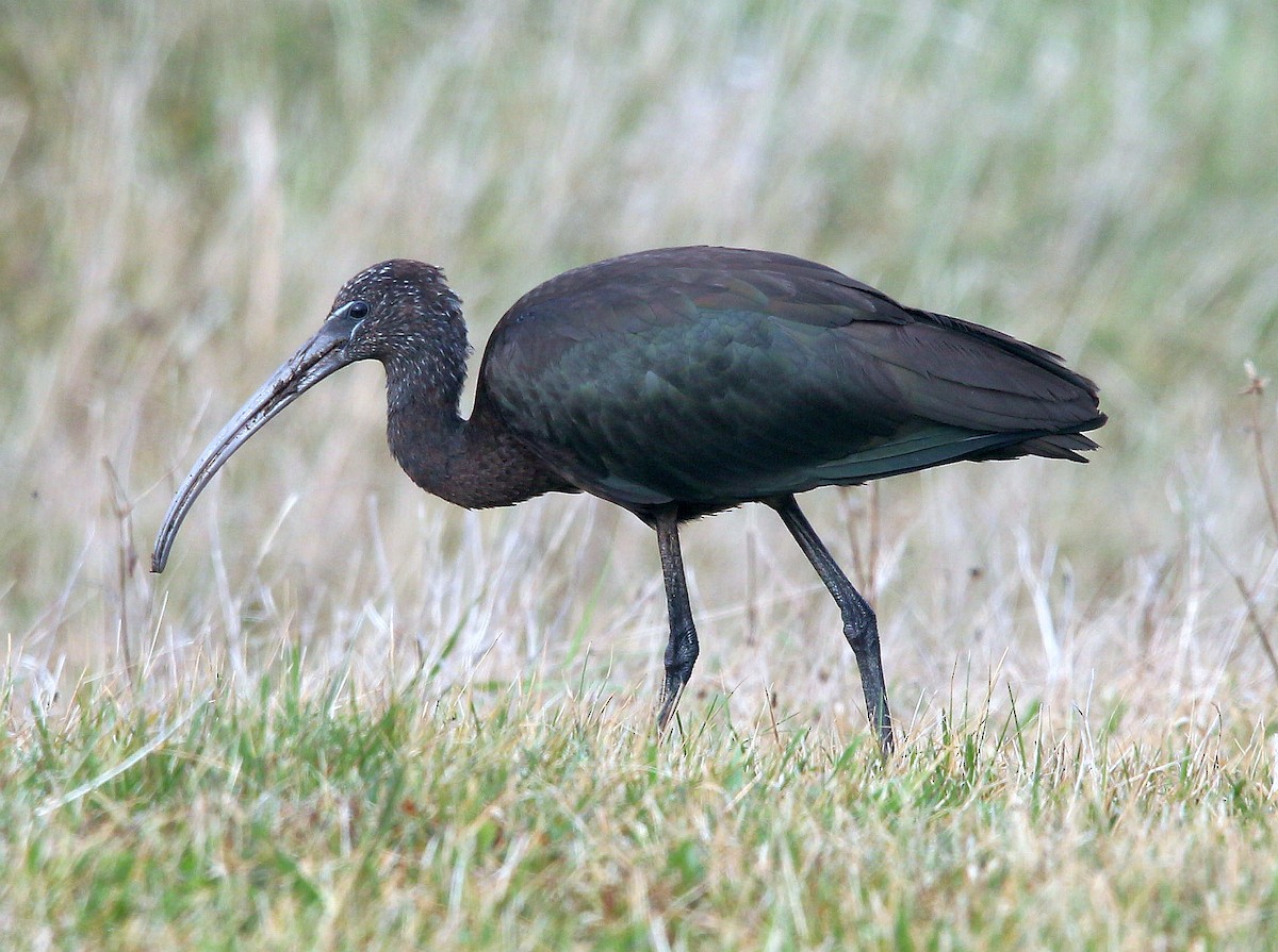 Glossy Ibis - ML272279871