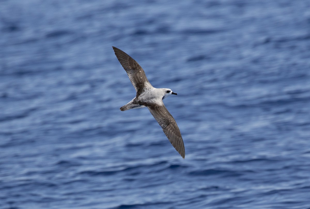 Cook's Petrel - Chris Burwell