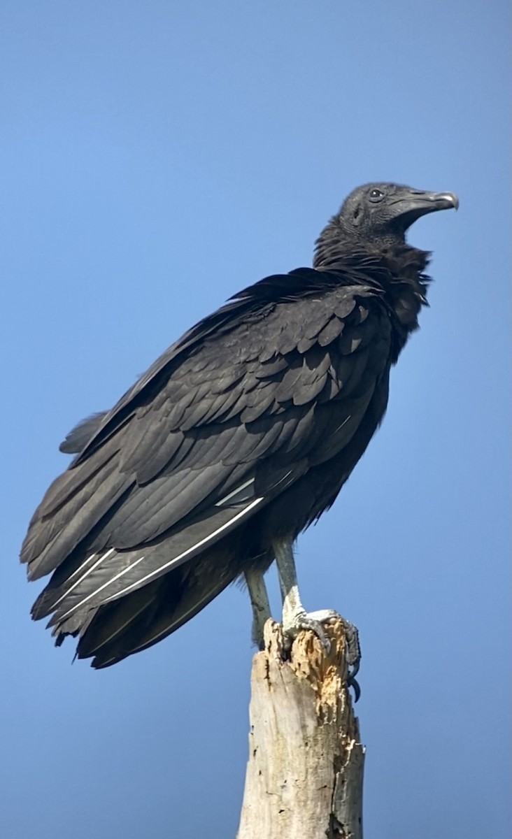 Black Vulture - ML272281371