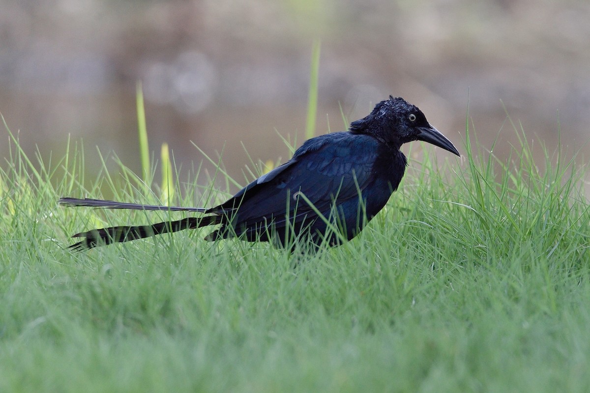 Great-tailed Grackle - ML272282141