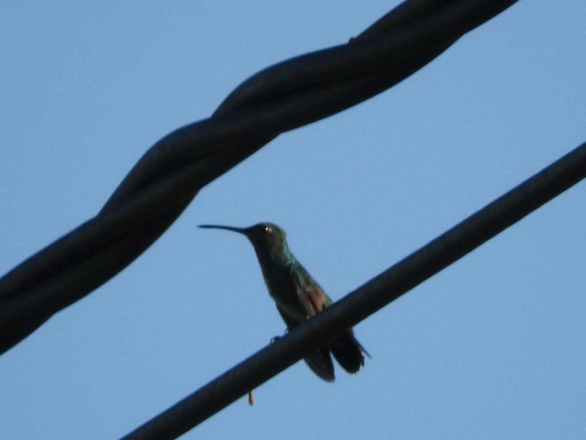 Black-throated Mango - ML272282891