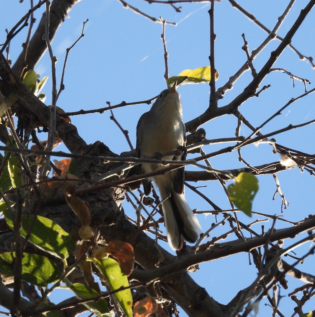 Blue-gray Gnatcatcher - Bob Nieman