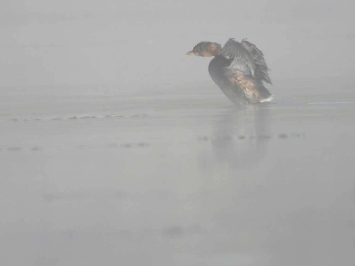 Pied-billed Grebe - ML272283981