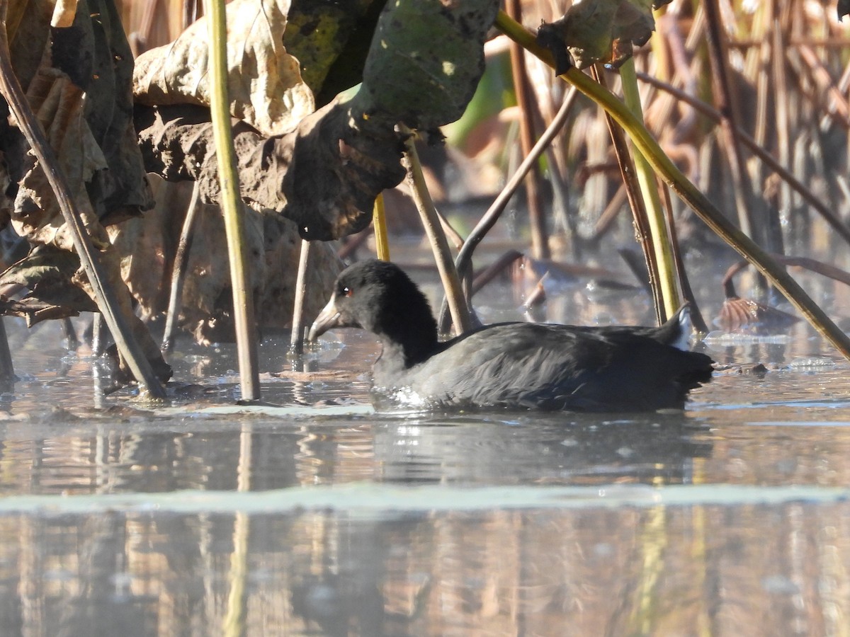 American Coot - ML272284551