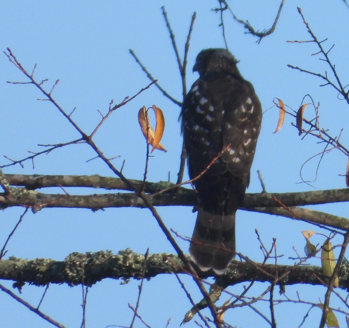 Cooper's Hawk - ML272284921