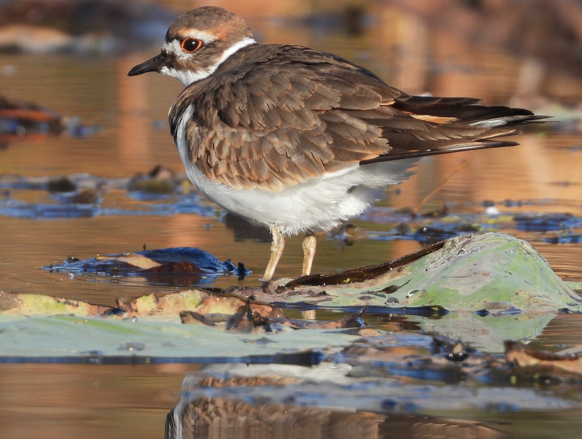 Killdeer - ML272285031