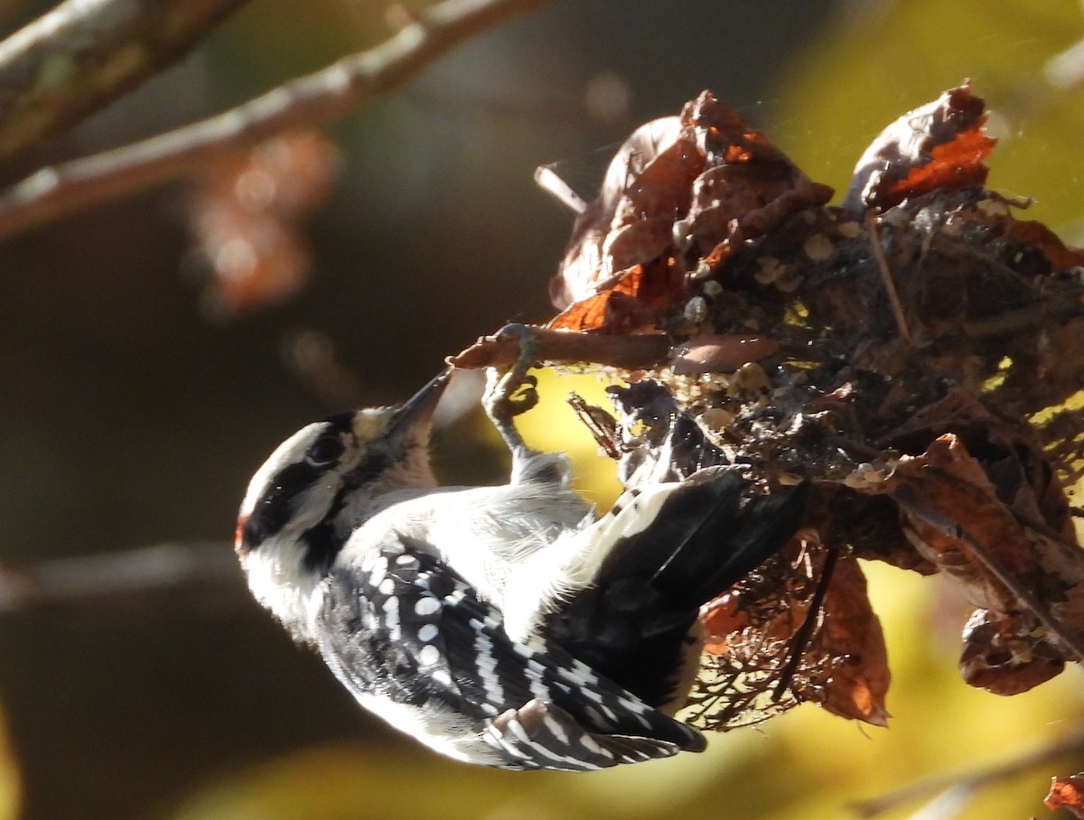 Downy Woodpecker - ML272285101