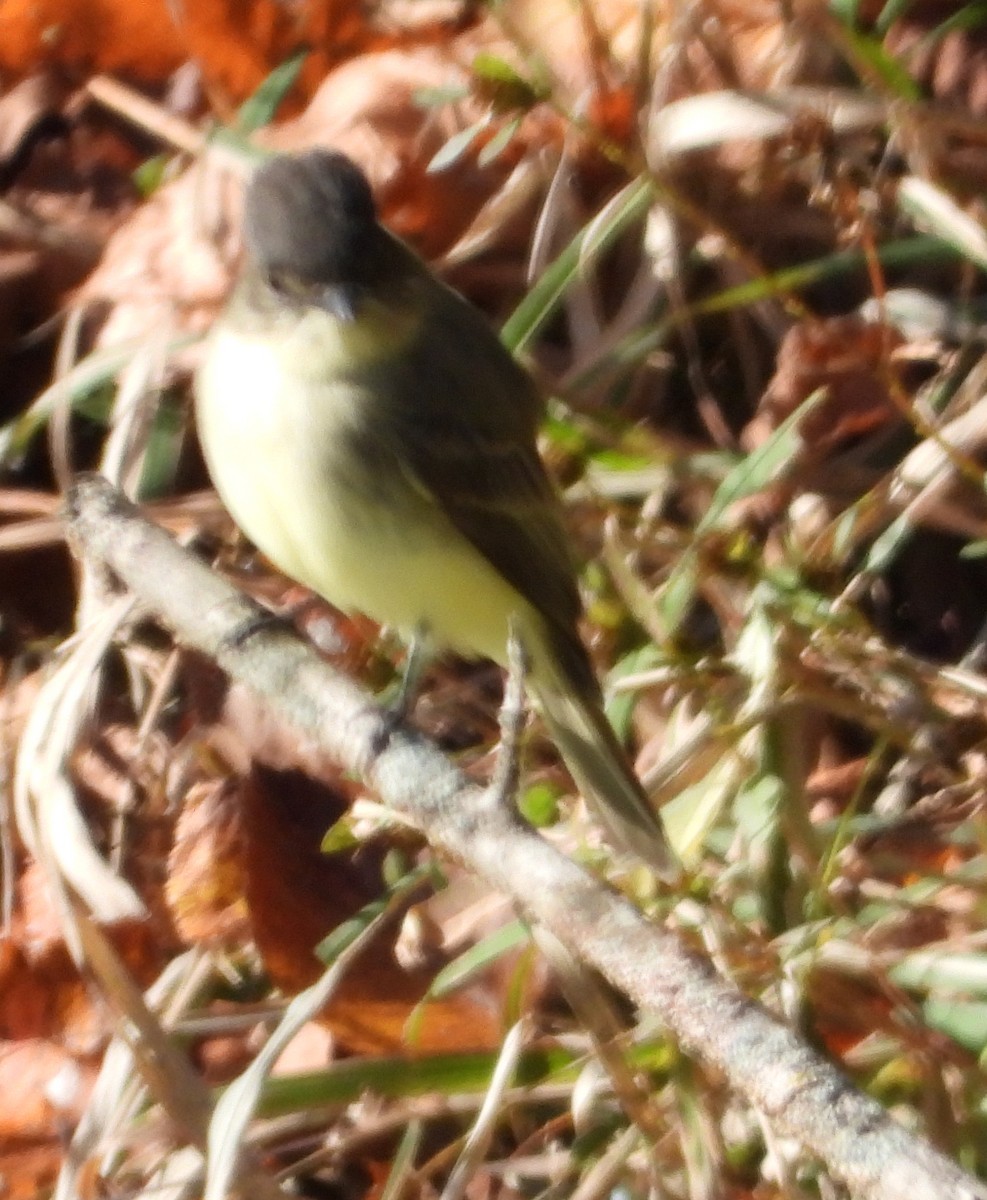 Eastern Phoebe - ML272285171