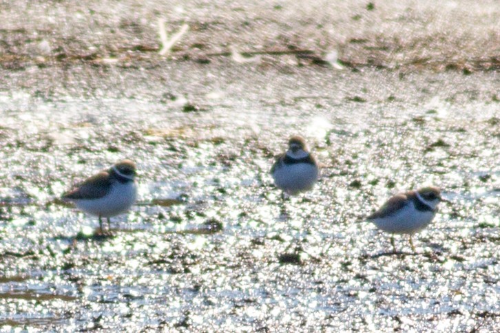 Semipalmated Plover - Joe Nirschl