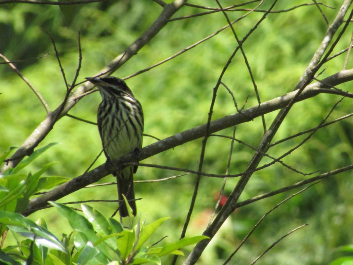 Streaked Flycatcher - ML272287031