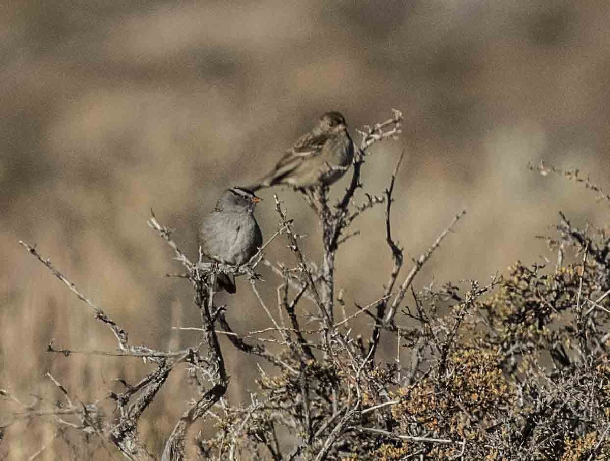 Chingolo Coronidorado - ML272288171